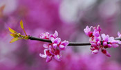 redbud tree