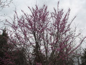 redbud tree