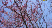 redbud tree pic