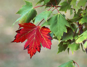 red maple leaf