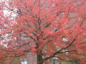 red maple tree