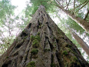 redwood sequoia