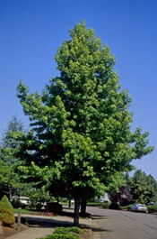 roundleaf sweetgum