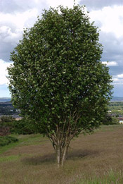rowan tree