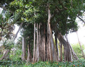 rubber trees