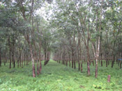 rubber farm