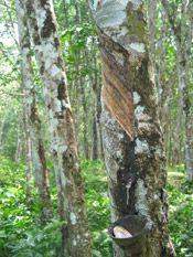 rubber tree image