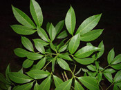 rubber tree leaves