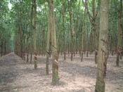 rubber tree plantation