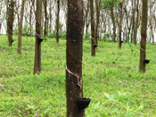 rubber trees