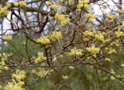 sassafras tree