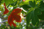 sassafras leaves