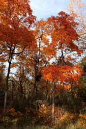 sassafras tree