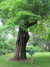 sassafras tree photograph