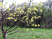 sassafras tree picture