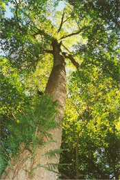 sassafras tree