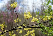 sassafras tree pic