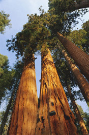 sequoia