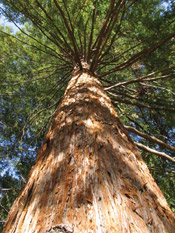 sequoia picture