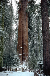 sequoia photo