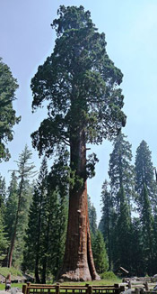 sequoia