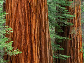 sequoia tree