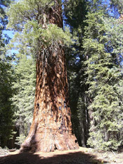 sequoia photograph