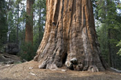 sequoia tree