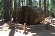 sequoia log