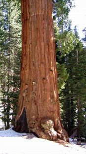 sequoia pic