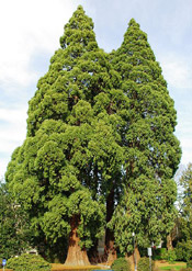 sequoia tree