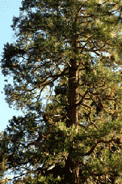 sequoia tree