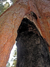 sequoia tree photo