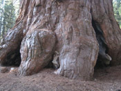 sequoia tree trunk