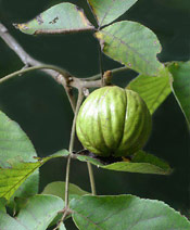 shagbark fruit