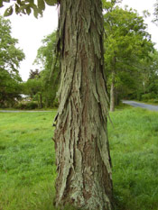 shagbark hickory