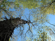 shagbark hickory