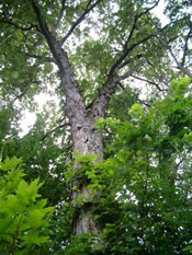 shagbark hickory