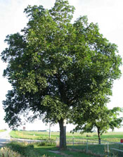 shellbark hickory