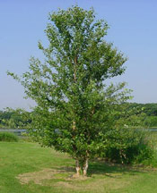 Silver Birch Tree