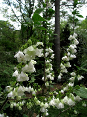 silverbell tree picture