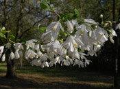 silverbell tree