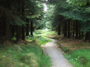 sitka spruce trees