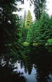 sitka spruce