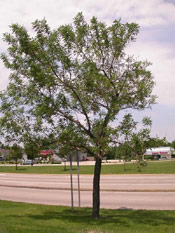 White Ash Tree