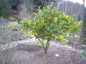 Pictures of Lemon Trees: small lemon tree