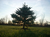 small pine tree