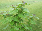 Small Catalpa Tree