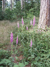 Baby Foxglove Trees