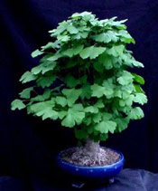 Small Ginkgo Biloba